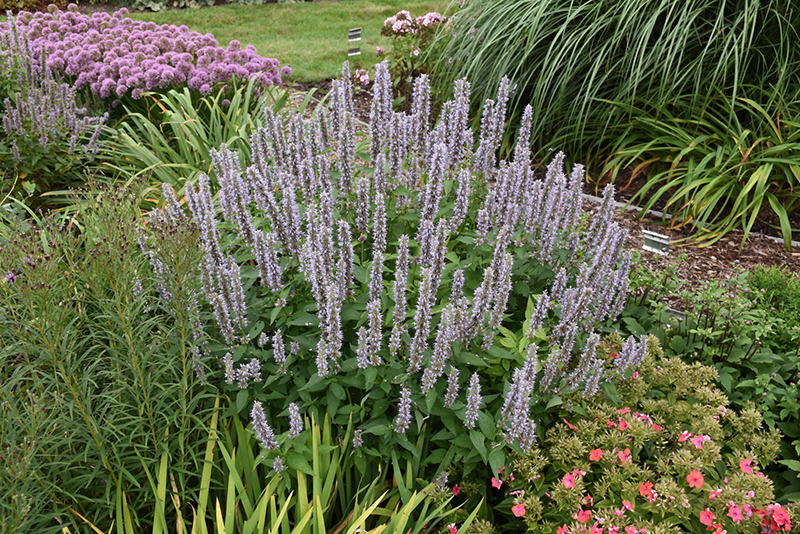 Blue Fortune Anise Hyssop (Agastache 'Blue Fortune') at Country Basket Garden Centre