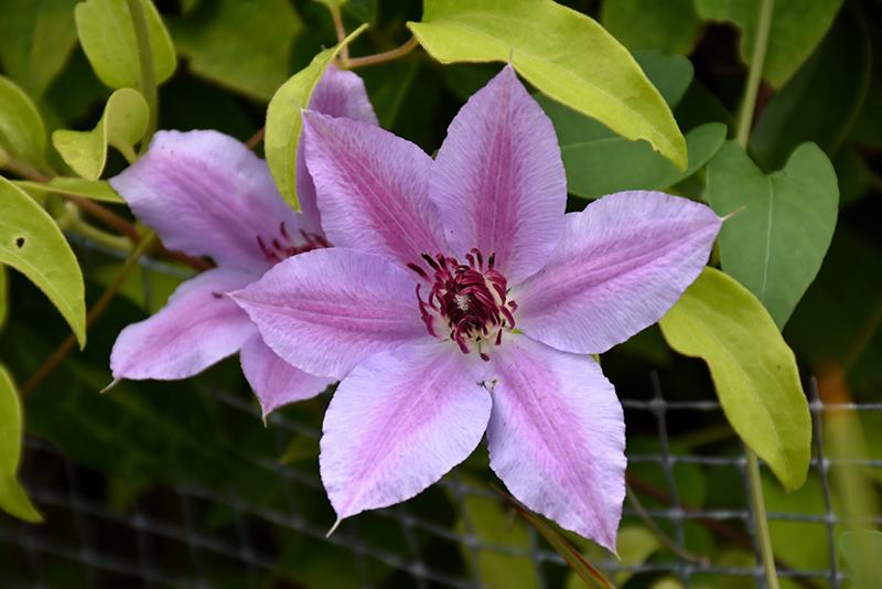 Fireworks Clematis (Clematis 'Fireworks') at Country Basket Garden Centre