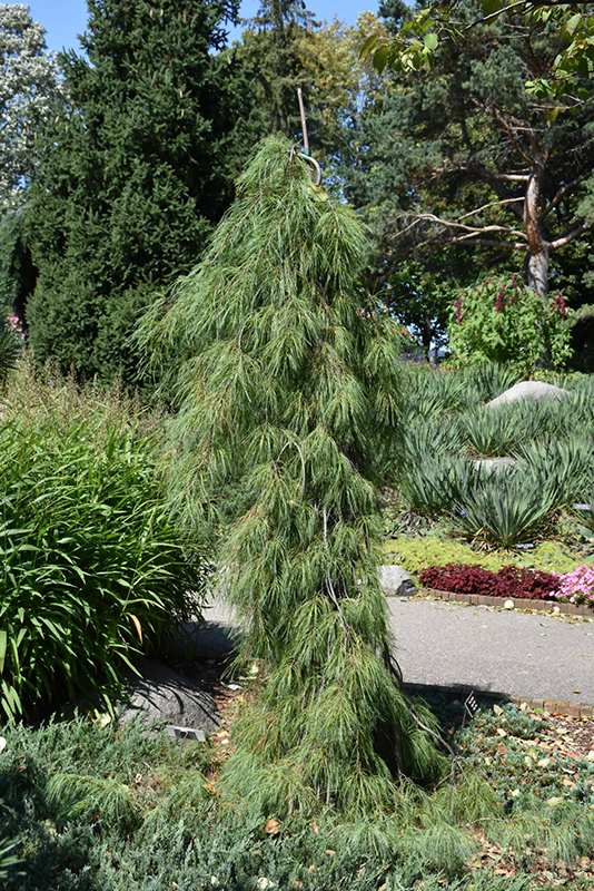 Angel Falls Weeping White Pine (Pinus strobus 'Angel Falls') at Country Basket Garden Centre