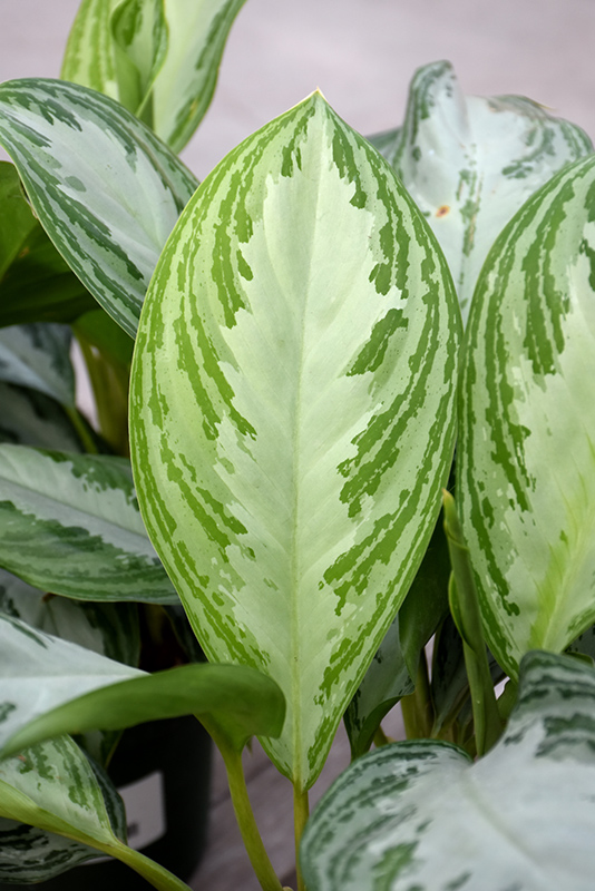 Silver Bay Chinese Evergreen (Aglaonema 'Silver Bay') at Country Basket Garden Centre