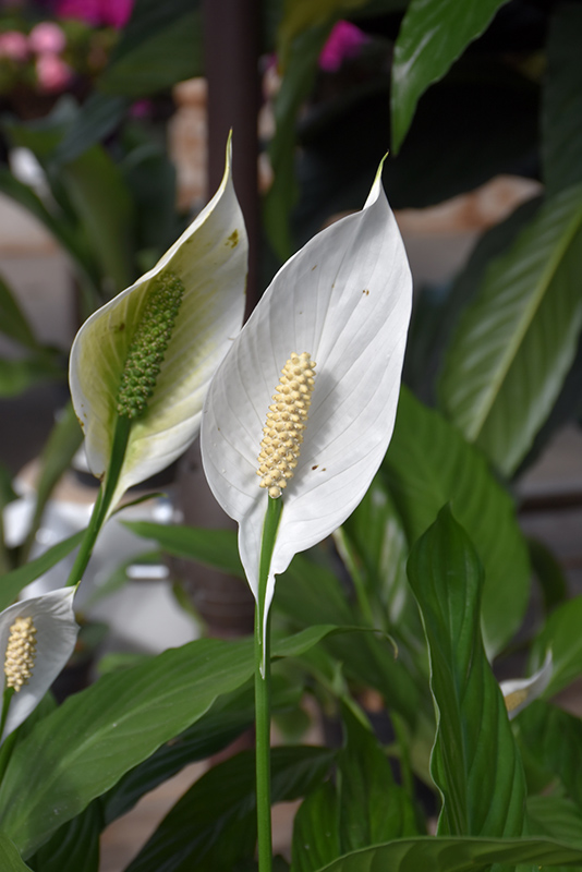 Peace Lily (Spathiphyllum cochlearispathum) at Country Basket Garden Centre