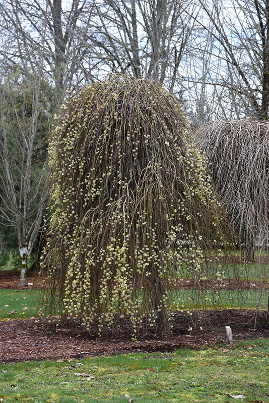 Weeping Pussy Willow (Salix caprea 'Pendula') at Country Basket Garden Centre