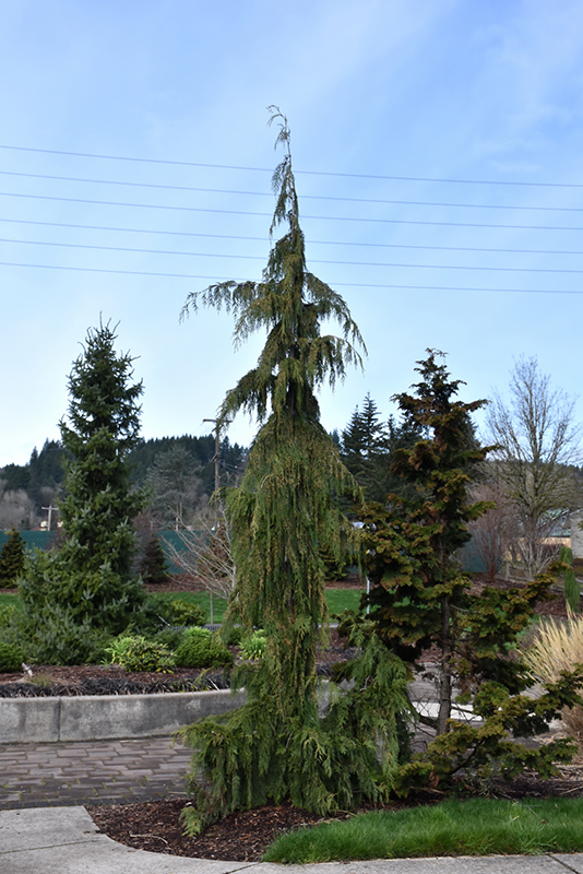 Weeping Nootka Cypress (Chamaecyparis nootkatensis 'Pendula') at Country Basket Garden Centre
