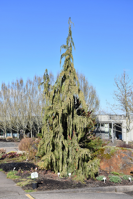 Blue Weeping Nootka Cypress (Chamaecyparis nootkatensis 'Glauca Pendula') at Country Basket Garden Centre