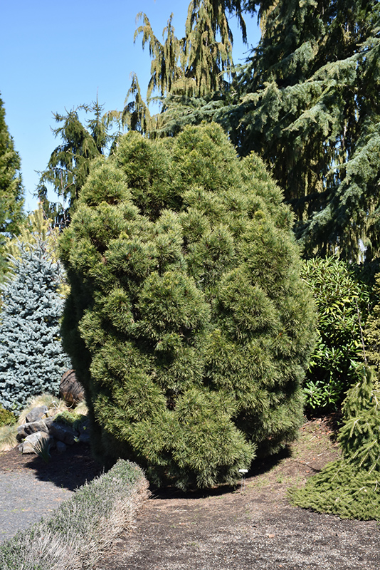 Dwarf Twisted Scotch Pine (Pinus sylvestris 'Globosa Viridis') at Country Basket Garden Centre