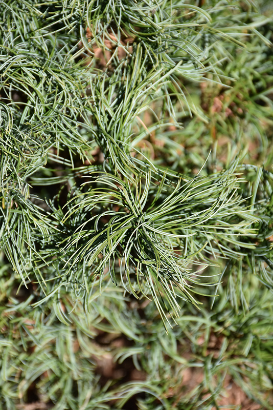 Green Twist White Pine (Pinus strobus 'Green Twist') at Country Basket Garden Centre