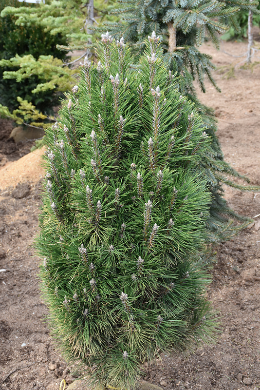 Frank's Austrian Pine (Pinus nigra 'Frank') at Country Basket Garden Centre
