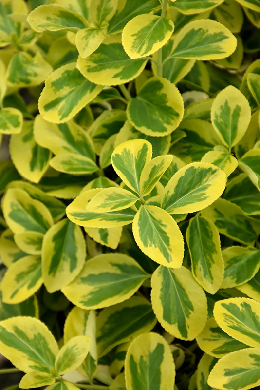 Gold Splash Wintercreeper (Euonymus fortunei 'Roemertwo') at Country Basket Garden Centre