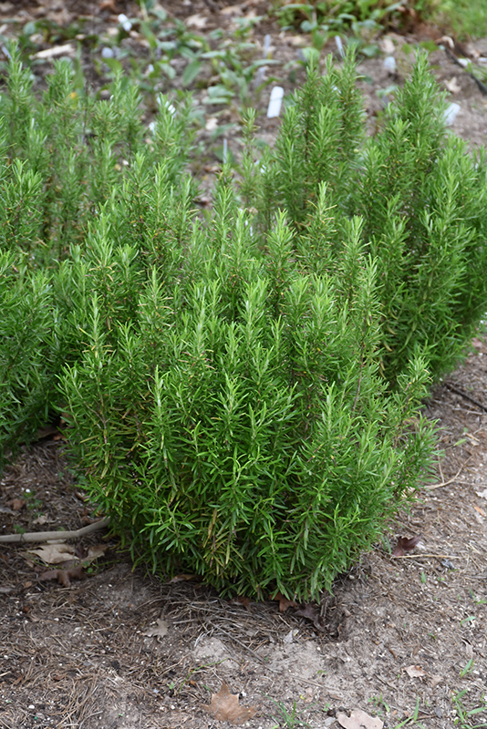 Barbeque Rosemary (Rosmarinus officinalis 'Barbeque') at Country Basket Garden Centre