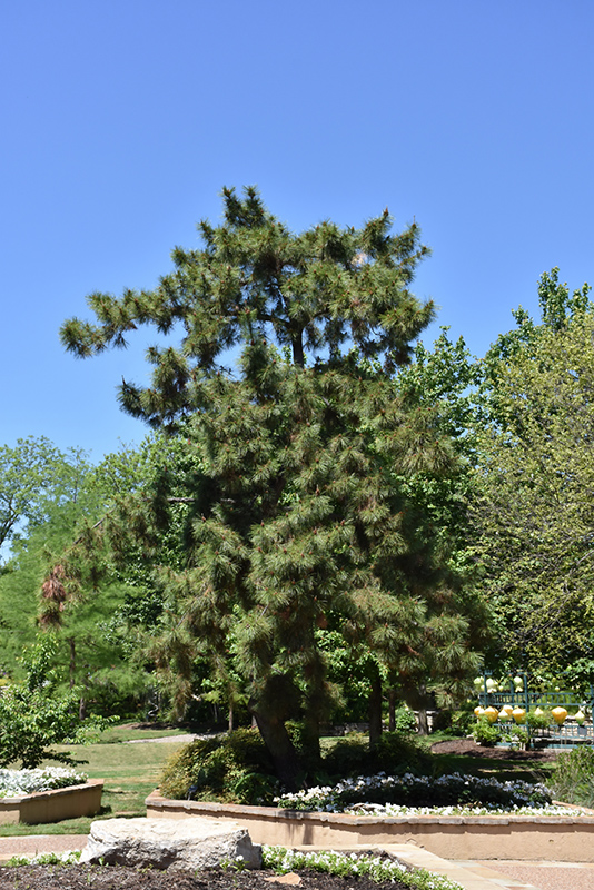 Japanese Black Pine (Pinus thunbergii) at Country Basket Garden Centre