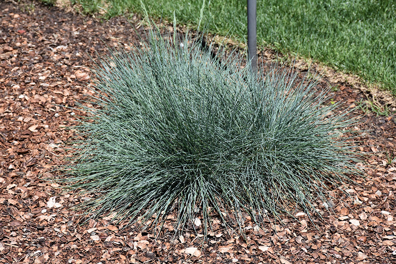 Cool As Ice Blue Fescue (Festuca glauca 'Cool As Ice') at Country Basket Garden Centre