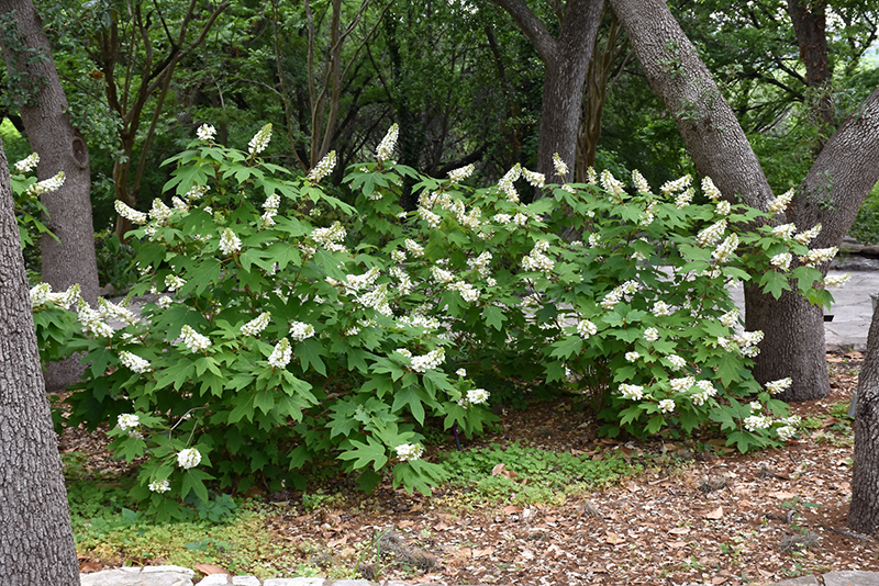 Oakleaf Hydrangea (Hydrangea quercifolia) at Country Basket Garden Centre