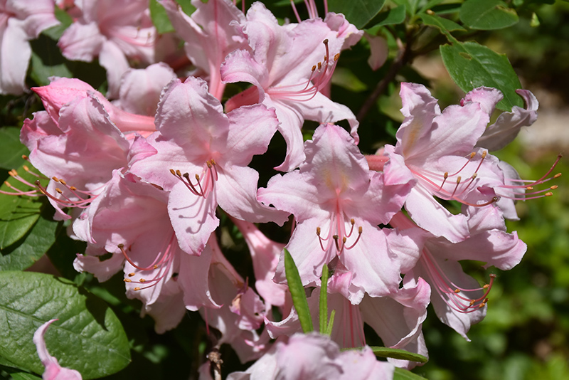 Candy Lights Azalea (Rhododendron 'Candy Lights') at Country Basket Garden Centre