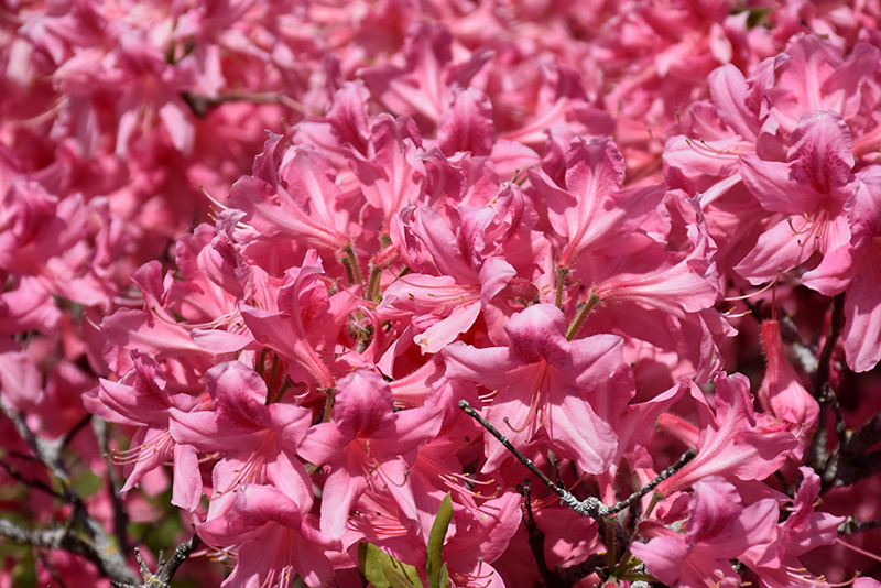 Rosy Lights Azalea (Rhododendron 'Rosy Lights') at Country Basket Garden Centre
