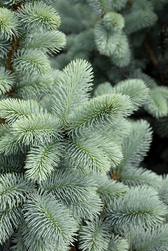 Hoopsii Blue Spruce (Picea pungens 'Hoopsii') at Country Basket Garden Centre