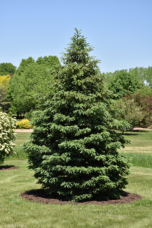 Black Hills Spruce (Picea glauca var. densata) at Country Basket Garden Centre