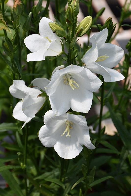 Takion White Peachleaf Bellflower (Campanula persicifolia 'Takion White') at Country Basket Garden Centre