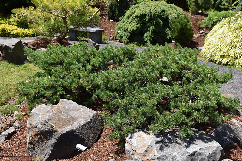 Shoodic Dwarf Jack Pine (Pinus banksiana 'Schoodic') at Country Basket Garden Centre