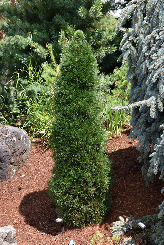 Green Penguin Scotch Pine (Pinus sylvestris 'Green Penguin') at Country Basket Garden Centre