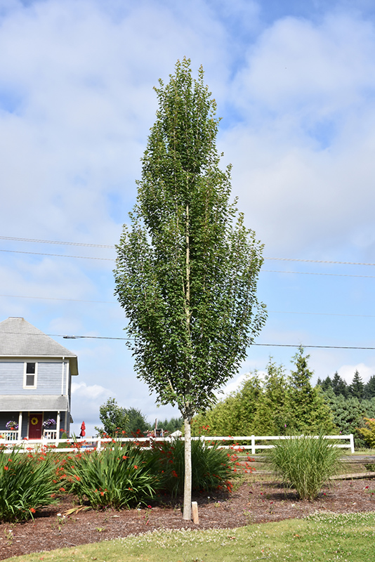 Armstrong Gold Red Maple (Acer rubrum 'JFS-KW78') at Country Basket Garden Centre