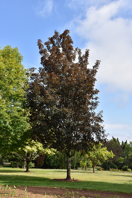 Purpleleaf Sycamore Maple (Acer pseudoplatanus 'Atropurpureum') at Country Basket Garden Centre