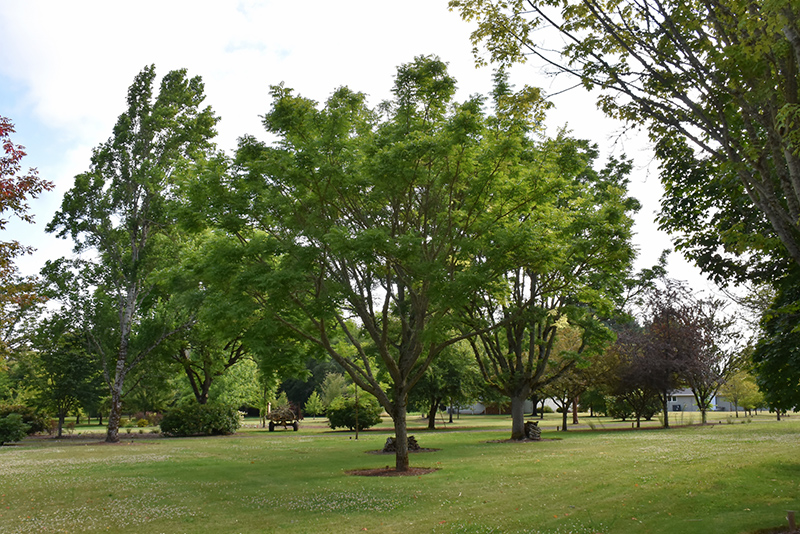 Eye Stopper Cork Tree (Phellodendron lavallei 'Longenecker') at Country Basket Garden Centre