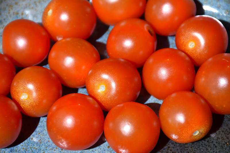Sweet 100 Tomato (Solanum lycopersicum 'Sweet 100') at Country Basket Garden Centre