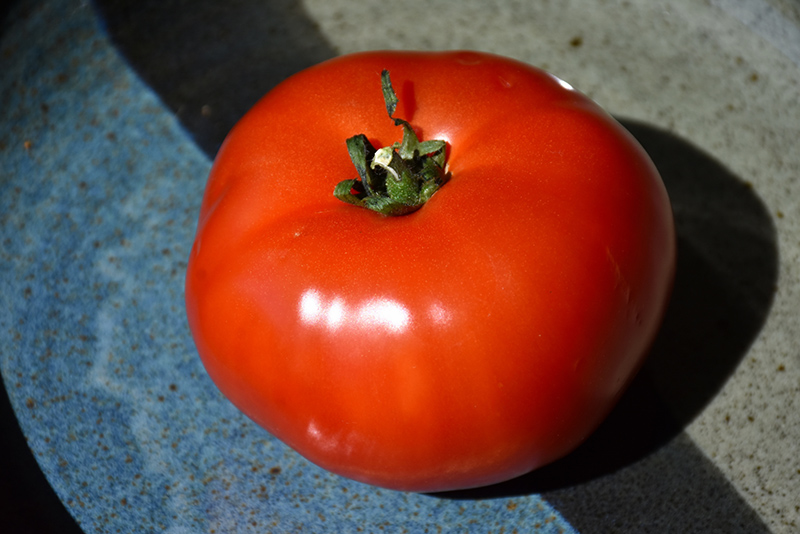 Bush Early Girl Tomato (Solanum lycopersicum 'Bush Early Girl') at Country Basket Garden Centre