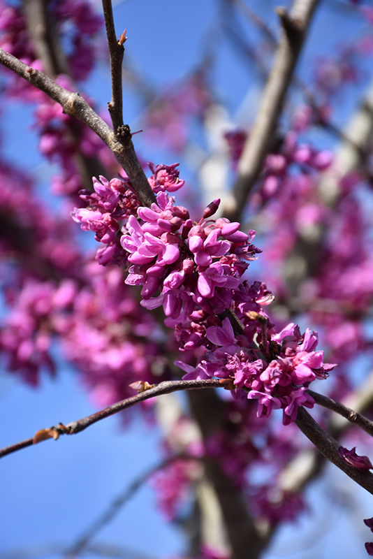 Eastern Redbud (tree form) (Cercis canadensis '(tree form)') at Country Basket Garden Centre