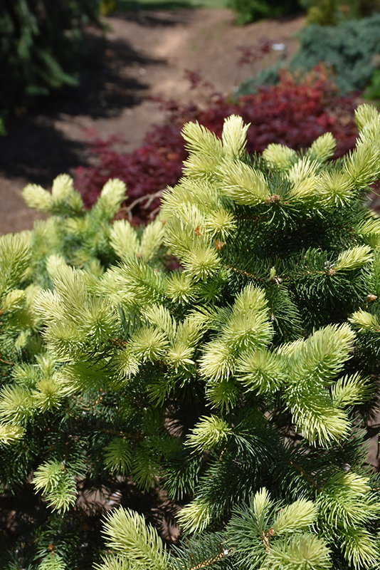 Gebelle's Golden Spring Colorado Spruce (Picea pungens 'Gebelle's Golden Spring') at Country Basket Garden Centre