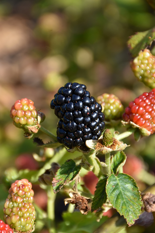 Navaho Thornless Blackberry (Rubus 'Navaho') at Country Basket Garden Centre