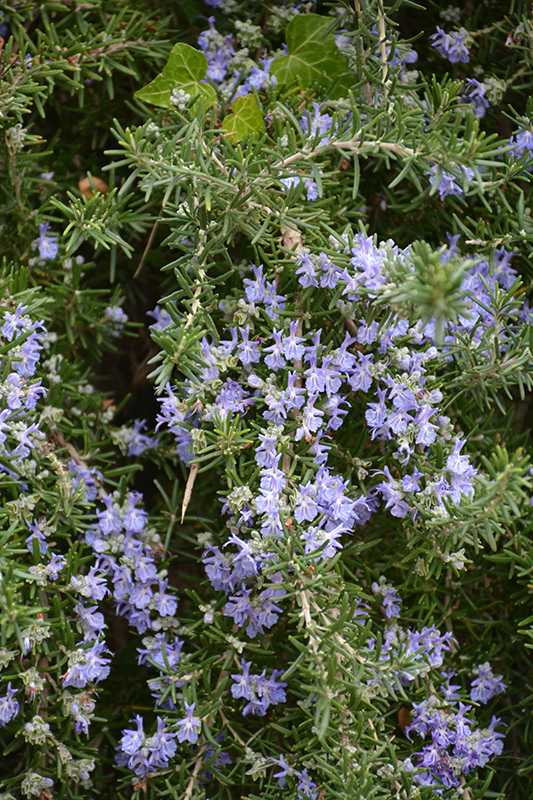 Trailing Rosemary (Rosmarinus officinalis 'Prostratus') at Country Basket Garden Centre