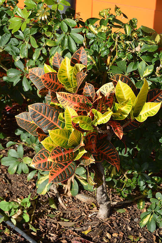 Variegated Croton (Codiaeum variegatum 'var. pictum') at Country Basket Garden Centre