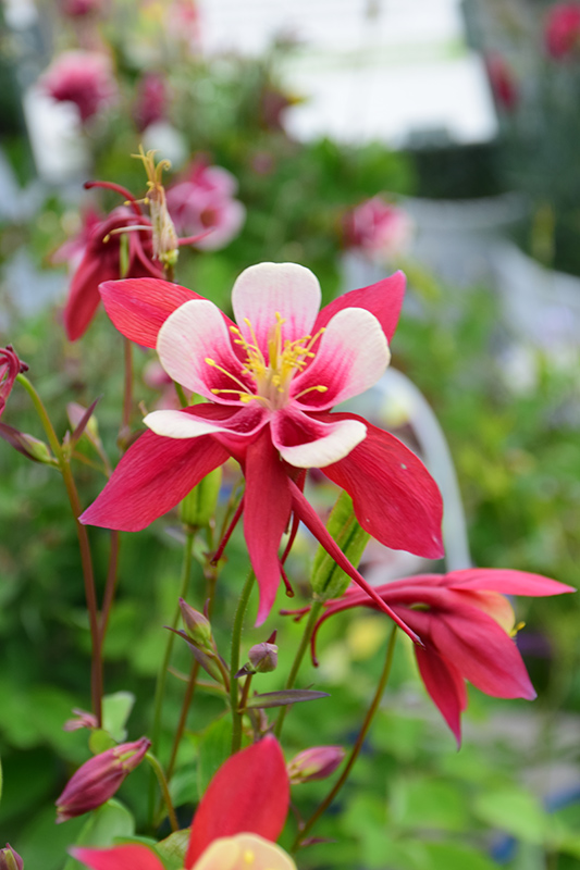 Origami Red and White Columbine (Aquilegia 'Origami Red and White') at Country Basket Garden Centre