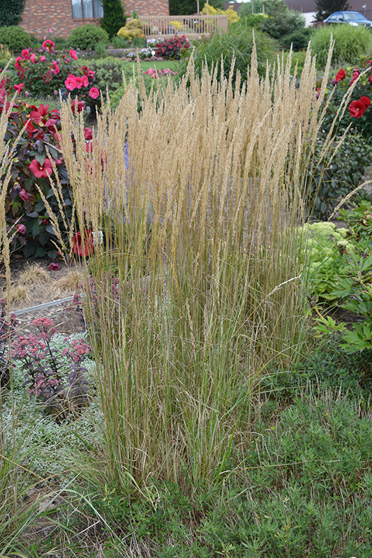 El Dorado Feather Reed Grass (Calamagrostis x acutiflora 'El Dorado') at Country Basket Garden Centre