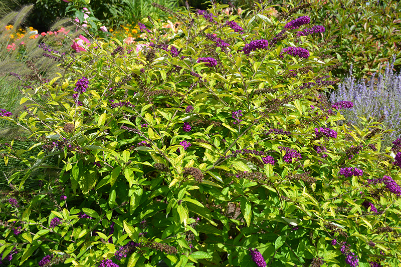 Monarch Crown Jewels Butterfly Bush (Buddleia 'Crown Jewels') at Country Basket Garden Centre