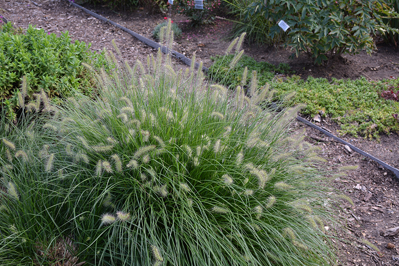 Little Bunny Dwarf Fountain Grass (Pennisetum alopecuroides 'Little Bunny') at Country Basket Garden Centre