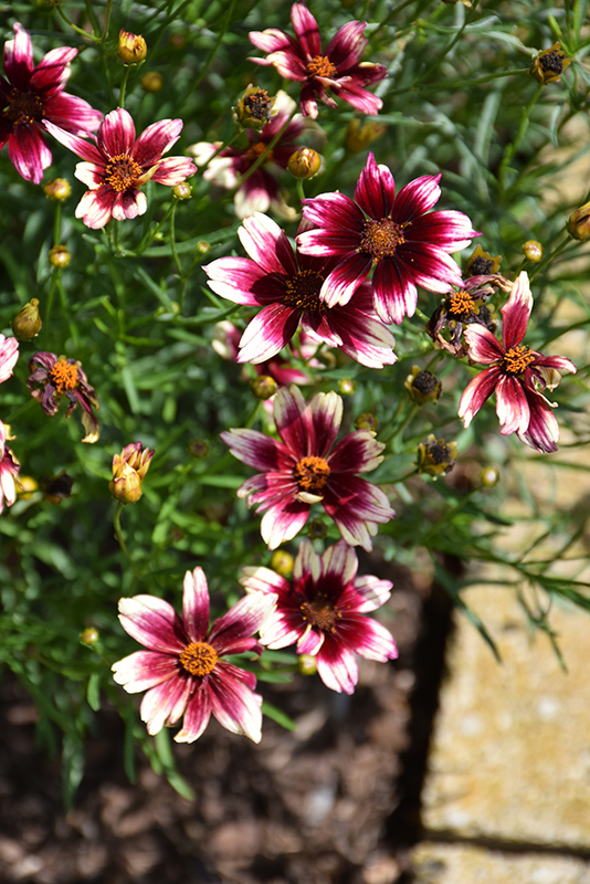Satin & Lace Berry Chiffon Tickseed (Coreopsis 'Berry Chiffon') at Country Basket Garden Centre