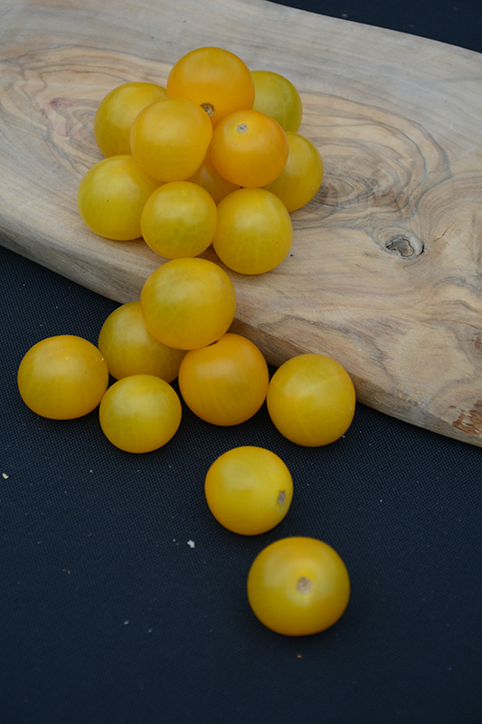 Sweet N' Neat Cherry Yellow Tomato (Solanum lycopersicum 'Sweet N' Neat Cherry Yellow') at Country Basket Garden Centre