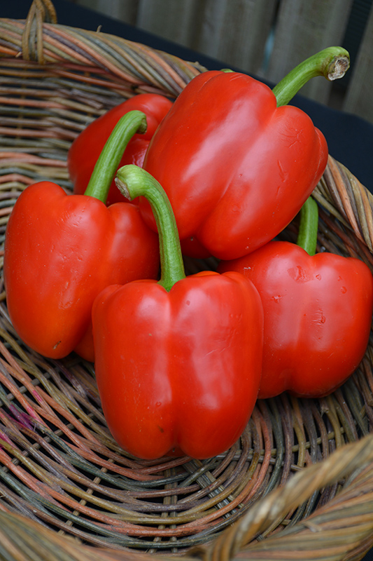 Red Bell Pepper (Capsicum annuum 'Red Bell') at Country Basket Garden Centre