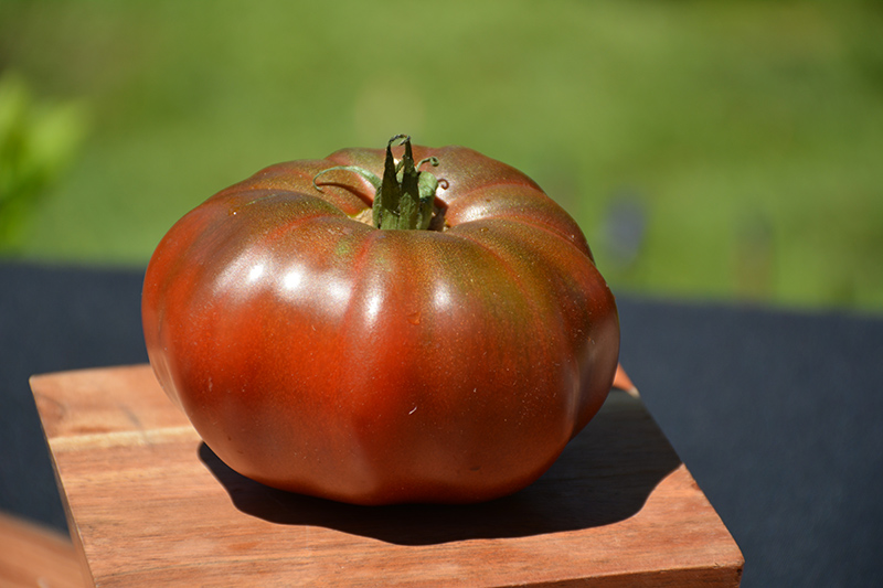 Black Krim Tomato (Solanum lycopersicum 'Black Krim') at Country Basket Garden Centre