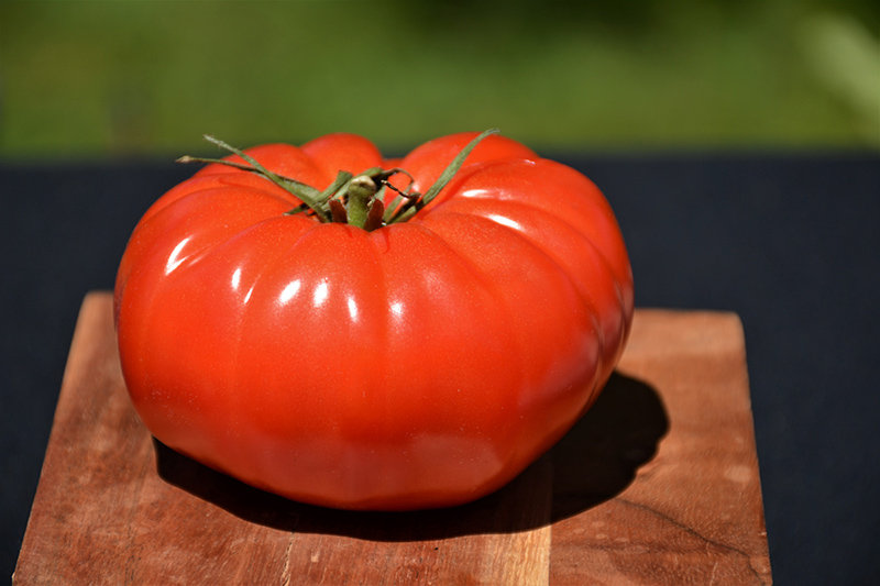 Champion Tomato (Solanum lycopersicum 'Champion') at Country Basket Garden Centre