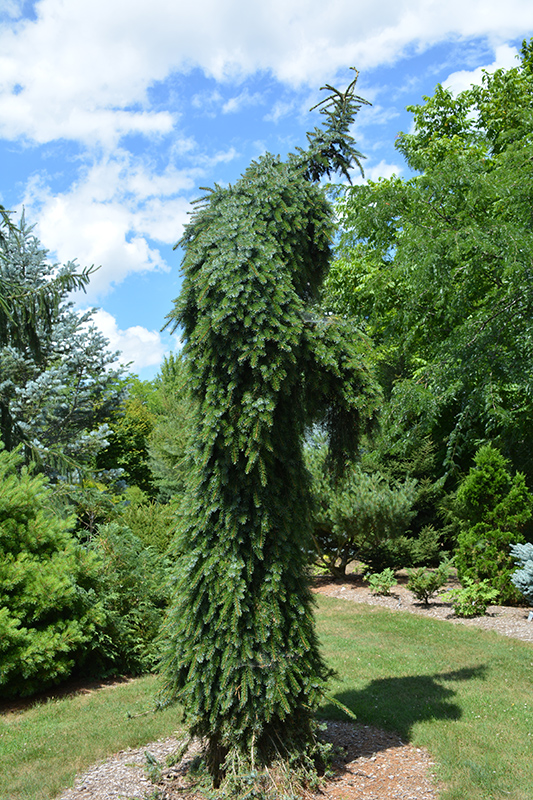 Bruns Weeping Spruce (Picea omorika 'Pendula Bruns') at Country Basket Garden Centre