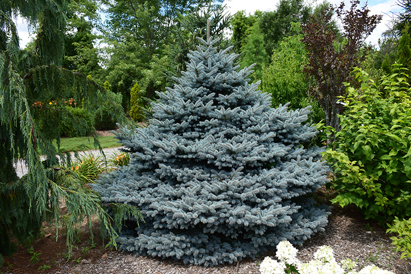 Montgomery Blue Spruce (Picea pungens 'Montgomery') at Country Basket Garden Centre