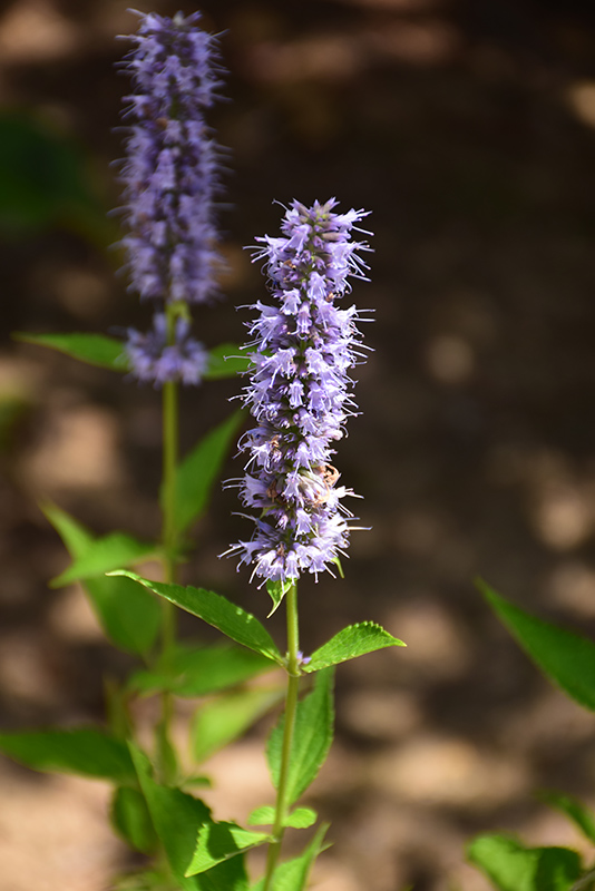 Blue Fortune Anise Hyssop (Agastache 'Blue Fortune') at Country Basket Garden Centre