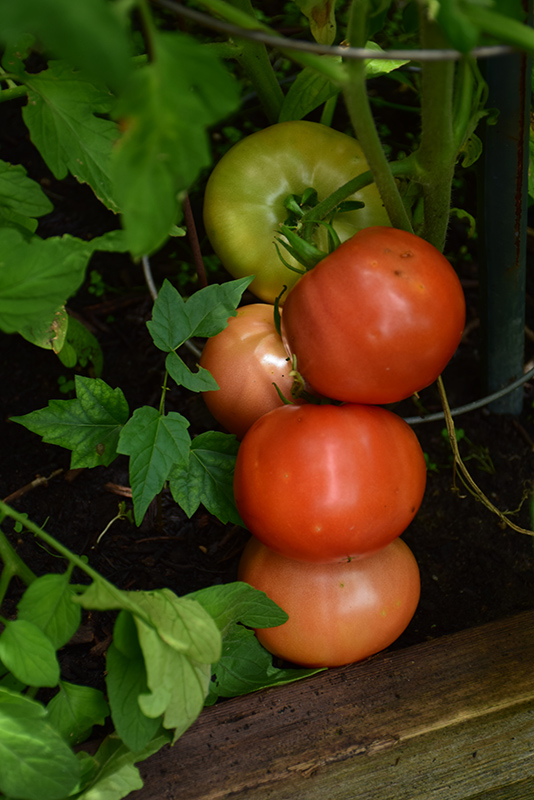 Big Beef Tomato (Solanum lycopersicum 'Big Beef') at Country Basket Garden Centre