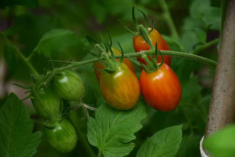 Sweet Million Tomato (Solanum lycopersicum 'Sweet Million') at Country Basket Garden Centre