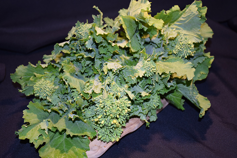 Sorrento Broccoli Raab (Brassica rapa var. ruvo 'Sorrento') at Country Basket Garden Centre