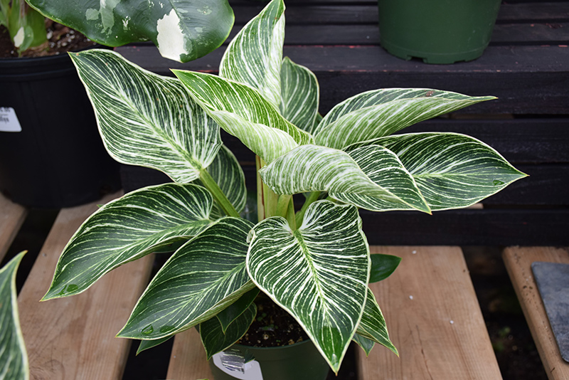 Prismacolor Birkin Philodendron (Philodendron 'Birkin') at Country Basket Garden Centre