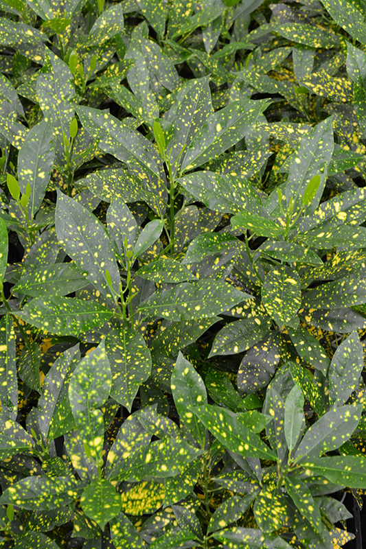 Gold Dust Variegated Croton (Codiaeum variegatum 'Gold Dust') at Country Basket Garden Centre